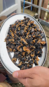 หอยเชอรี่อบแห้ง 100 กรัม แช่น้ำครึ่งชั่วโมงกลับมาสดใหม่ทันที