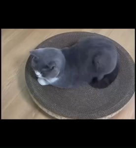 แผ่นลับน้องเล็บแมว รูปอ่าง ขนาด 28cm*40*6cm ซม. ของเล่นแมว ที่นอนแมว ที่ลับเล็บแมว ที่ฝนเล็บแมว แผ่นลับเล็บ