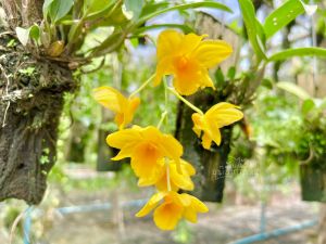 เอื้องมัจฉาเหลือง กล้วยไม้มัฉฉาเหลืองติดขอนไม้ 6 นิ้ว ขนาด 6-10 ลำต้น ออกดอกปีละครั้ง 1 ไม้/ขุนเขาการ์เด้น