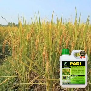 Pupuk Booster Padi Pupuk Padi Pupuk Cair Pelebat Padi Pupuk Organik Padi Pupuk Memperbanyak Anakkan Padi POC PADI Kemasan 250ml & 1 Liter