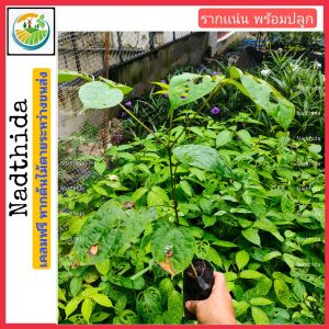 ต้นเพกา พร้อมปลูก เพกาลิ้นฟ้า เพกา ต้นไม้ตาย ระหว่างขนส่ง เคลมฟรี