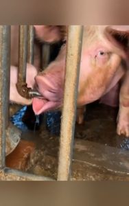 5pcs Nipple Drinker /Alat Minum Hewan Ternak/Tempat Minum Kecil Babi / Kambing / Sapi - Alat Ternak/Stainless Babi Drinker