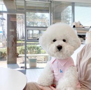 เสื้อผ้าแมวเสื้อโปโลสุนัขเสื้อผ้าสุนัขชิสูงและเสื้อผ้าสูงสุนัขชิสูงขนาดเล็ก