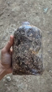 ก้อนเชื้อเห็ดฟาง 10 แถม 2 + แถมคู่มือ + แถมอาหารเสริมเห็ด 4 ชุด ครบเซ็ท