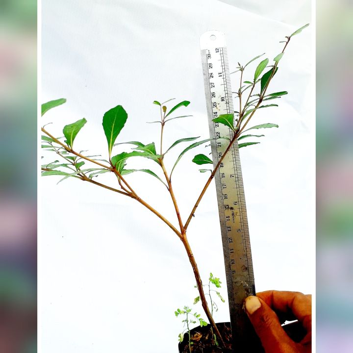 pohon ketapang kencana | Lazada Indonesia