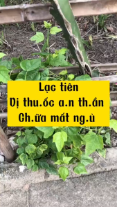 Cây Lạc tiên khô nghệ an (cây nhãn lồng) khô hàng loại 1 giúp an thần - ngủ ngon