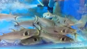 two spot mystus catfish / 两点猫鱼 8-9cm