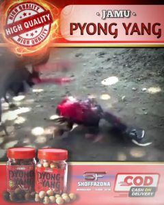JAMU AYAM ADUAN DOPING AYAM ADUAN JAMU PYONGYANG BOTOL