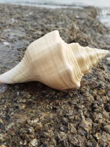 Natural Sea Snail Conch Shell Aquarium Decoration Trumpet Shell Hermit Crab Shell Specimen Landscape Decoration Accessories