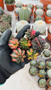 Gymnocalycium Mihanovichii (Thornless Variegata) / 裸萼球属 退刺米哈锦 退刺绯牡丹锦
