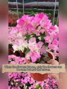 Professional Formula Precise Nourishment: Bougainvillea Flower Booster 300g From Japan