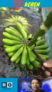 Alat potong tandan pisang