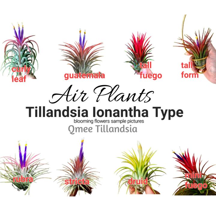 Tillandsia Ionantha Type （tall fuego/mini fuego/druid/strica