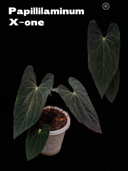 anthurium veitchii Anthurium veitchii 'King' main image 0