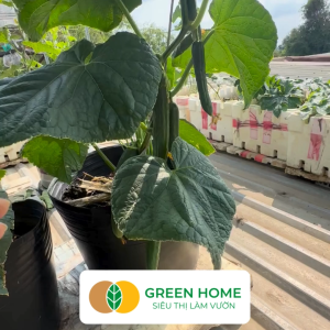 Hạt Giống Dưa Leo Nhật Lai F1 Greenhome Gói 1gr~40 hạt Dễ Trồng Quanh Năm Nảy Mầm Cao T24