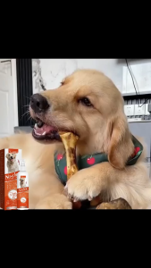 NO CHEW 120ML Pet Anti Mengunyah Kucing / Anjing Spray Anti Gigit Hewan Peliharaan Dog Anti Chew Spray Dog Repellent Anjing Aman