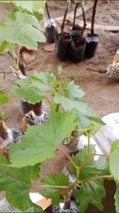 Bibit Anggur Import Long Red Seedles: Panduan Lengkap untuk Pemula