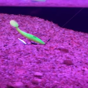Spinpoler 10cm 7g Artificial Soft Worm Lure T‑Tail Swimbait Sinking PVC Bait Hook Slot Design 6Pcs Predator Fish Fishing Tackle