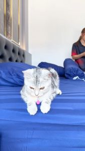 ชุดนวมลายริ้วโรงแรม 6 ฟุตงานพรีเมี่ยม ผ้านุ่มมาก (ผ้านวม+ผ้าปู+xปลอกหมอน)