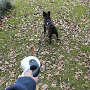 Dây Rút Dây Thừng Phản Quang HATELI Cho Chó Tự Động Rút Lại Được