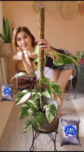 Media Tanam Intan Flora: Solusi Aman & Tahan Lama untuk Tanaman Interior & Luar