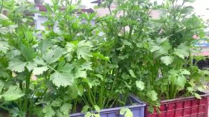 VALUE PACK (100 SEEDS) CELERY SEEDS/HIGH YIELDING/FOR PLANTING/VENTURA VARIETY