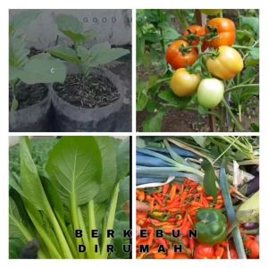 Paket Benih Sayuran Lengkap Berkebun di Rumah - Unggul & Tahan Lama