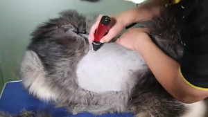 Baorun High Power Dog Hair Cutter Professional Electric Pet Cat Clipper Grooming Trimmer Pets Hai