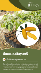 จิตตรา ต้นพันธุ์มะม่วงมันขุนศรี เสียบยอดสูง 60-80 cm ปลูกปีเดียวติดลูก พร้อมส่ง เคลมฟรี ต้นพันธุ์ผลไม้ ต้นเตี้ย ผลดก