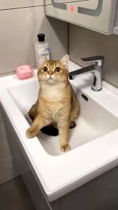 DJEVPETSHOP Sikat Brush Mandi Kucing Anjing Bahan Silikon Funsi Sambil Memijat Bulu Hewan Grooming Pet Cat Dog