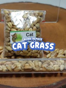 Benih Cat Grass Unggulan berkualitas biji rumput kucing bibit hydroponik hidroponik pakan makanan