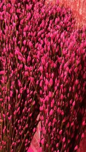 Nụ tầm xuân chưng Tết Hoa nụ tầm xuân hoa thật Hoa nụ tầm xuân chưng Tết decor 2025