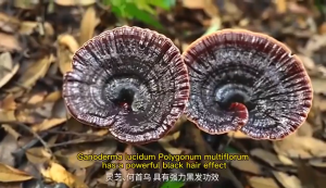 Dầu gội đen tóc Polygonum multiflorum làm đen tóc nuôi dưỡng chân tóc kiểm soát dầu và gàu ngăn ngừa rụng tóc nhẹ nhàng và không làm tổn thương da 300ML