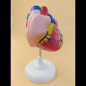 1:1 Human Heart Model Human Diastolic Heart Structure Model Disassembled Anatomical Human Heart Model