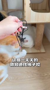 Mainan Kucing Anjing Mainan Gigitan Mainan Catnip Tali Gigit Anjing Dog Cat Toys Catnip stik