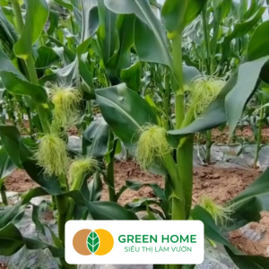 Hạt Giống Bắp Sữa Ngọt GreenHome Gói 5g~35 hạt Dễ Trồng Quanh Năm Nảy Mầm Cao T32