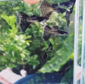 Guppy Black Matel Lace (Pair)
