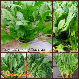 30 BUTIR BIJI/BENIH BAYAM JEPANG GIANT NOBEL