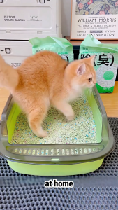 Cat Litter Box With Scoop Cat Toilet Deodorization leakage prevention Litter Box Kitten Litter Box