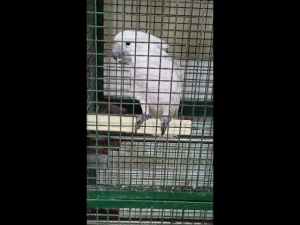 Magnifica Big Parrot Beak and Nail Grinding Volcanic Stone Perch Toy Stainless Steel Core 12 inches