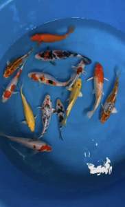 JAPAN KOI LOCAL BREED 5/6” PREMIUM GRADE 13pcs COMBO OFFER at 1188 only + shipping 50 ( final call for stock clearance )