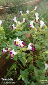 Twinsdaily | Benih Bunga Torenia Warna White Magenta - 500 Biji