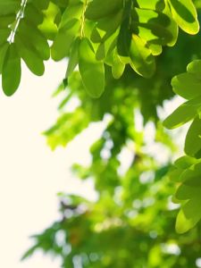 Đồ chơi súng phun nước tay cầm hình động vật mới nhất 2023