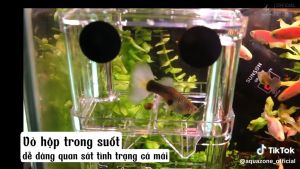 Lồng cách ly cá đẻ BTJ cá 7 màu