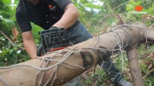 PUMPKIN เครื่องเลื่อยยนต์ รุ่น 44333 / P-S4500 เลื่อยโซ่ ตัดไม้ ขนาดบาร์ 11.5นิ้ว ขนาดลูกสูบ 45mm