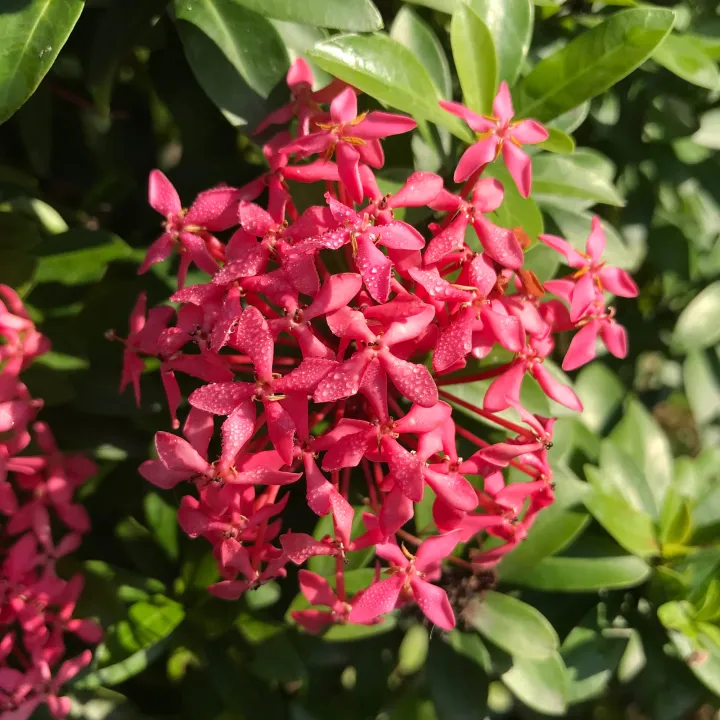 (1%20ch%E1%BA%ADu)%20c%C3%A2y%20b%C3%B4ng%20trang%20t%C3%ADm%20sen%20Th%C3%A1i%20(hoa%20m%E1%BA%ABu%20%C4%91%C6%A1n)%20-%20l%C3%A1%20nh%E1%BB%8F%20-%20Image%204