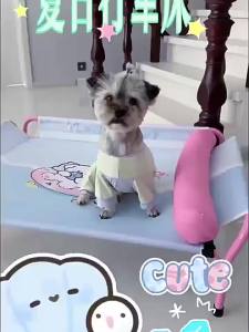 hipidog | Breathable Summer Cool Pet Cot Detachable Washable Easy To Clean