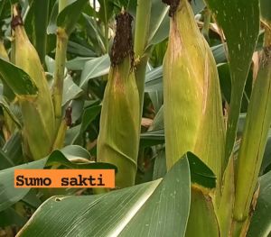 BENIH JAGUNG SUMO SEKTI 3KG