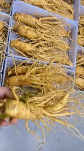 (1Kg) Sâm Tươi Hàn Quốc Tặng 1L Mật Ong - Nhân Sâm Hàn Quốc Đến 3 - 9 Năm Tuổi - Sâm Tươi Thu Hoạch Hàn Quốc Korea Thượng Hạng Cho Sức Khỏe - Tin Sâm