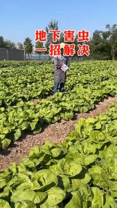 Pestisida Khusus untuk Pengendalian Hama Bawah Tanah Untuk Kubis